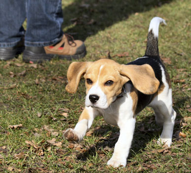 Beaglewelpe läuft